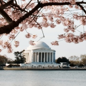 cherry blossoms washington dc